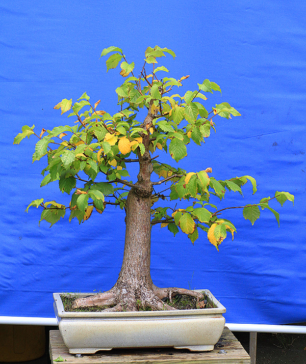 wschebox bambus Bambus Wschekorb Curly-Round